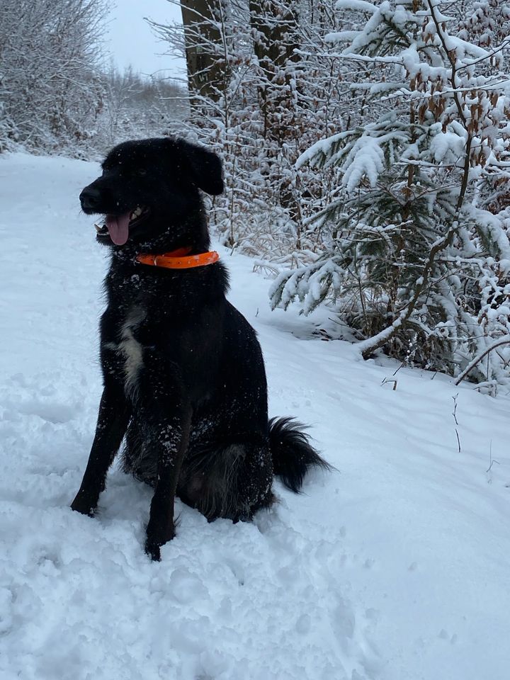 Border collie mix abzugeben in Kamen