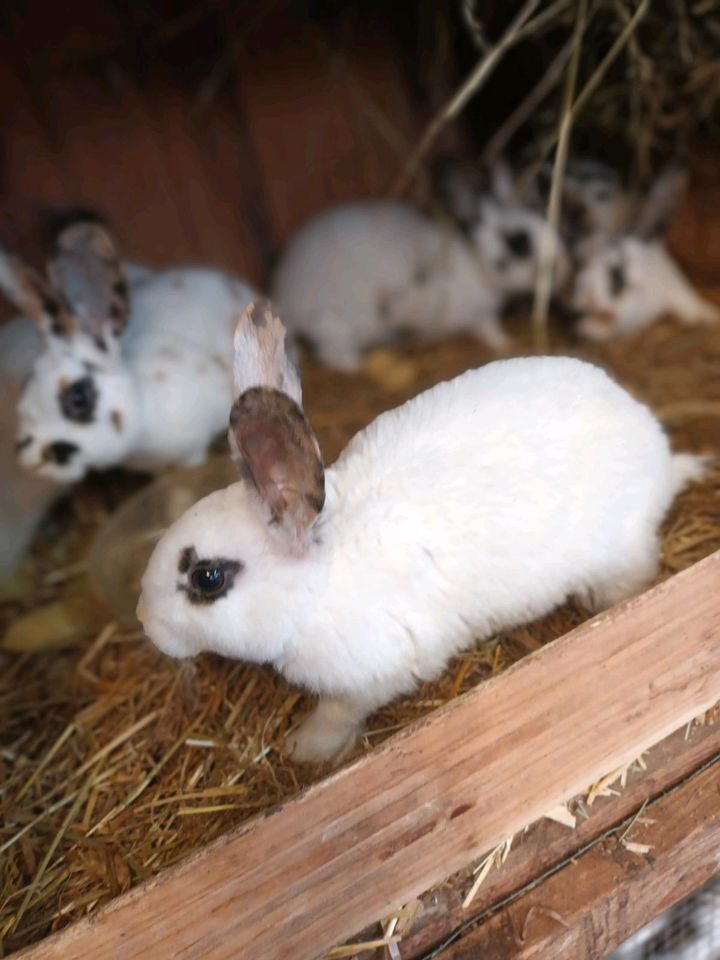 Rexkaninchen, Kaninchen Rex in Dresden