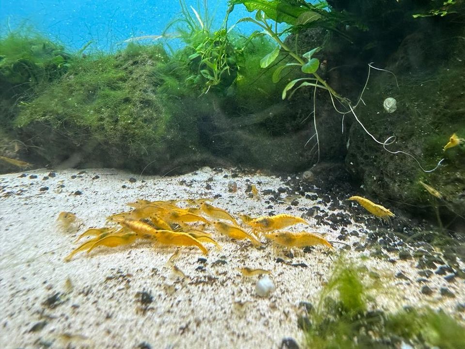 Neocaridina Davidi „Yellow Fire“ Garnelen in Frankfurt am Main