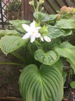 Lilien-Funkie  /  Hosta plantaginea Thüringen - Sömmerda Vorschau