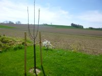 Gartenarbeiten & Gartenpflege Hecken- Sträucher- Baum Schnitt Bayern - Chieming Vorschau