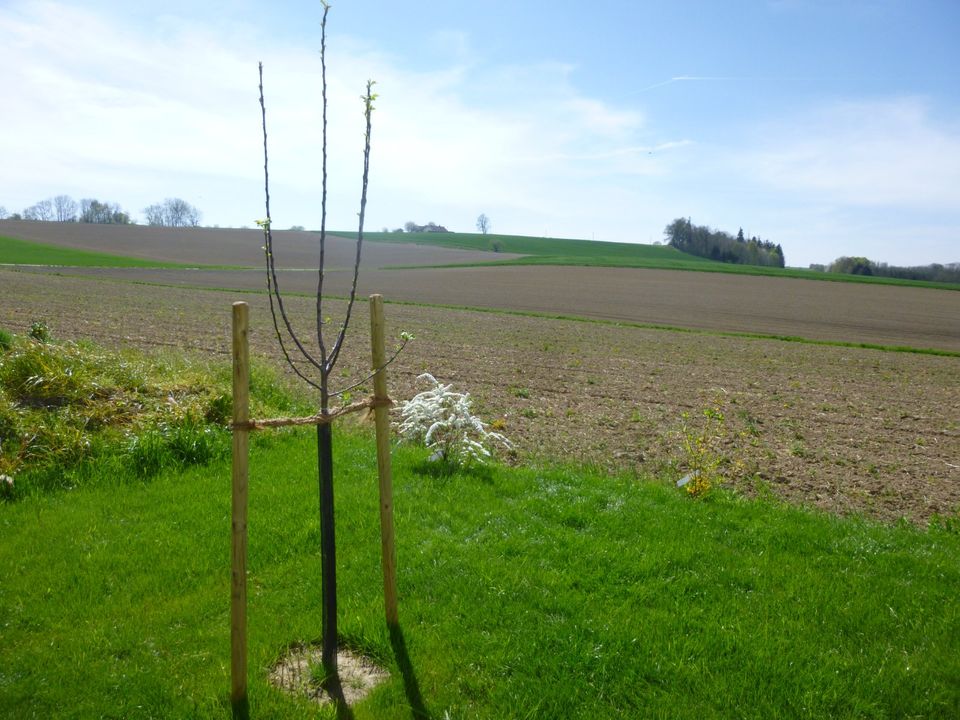 Gartenarbeiten & Gartenpflege Hecken- Sträucher- Baum Schnitt in Chieming