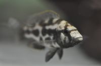Malawi-Buntbarsche, Nimbochromis livingstoni  Schläfer Niedersachsen - Söhlde Vorschau