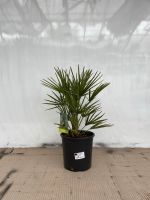 Zwergpalme Chamaerops Humilis Palme | XS | ca. 50-60cm Stuttgart - Feuerbach Vorschau