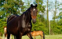 Pony Zuchtstute Nordrhein-Westfalen - Versmold Vorschau