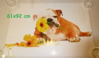 Poster NEU gerollt 61x92 Hund Bulldogge Nordrhein-Westfalen - Coesfeld Vorschau