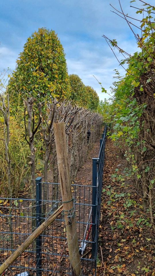 Heckenschnitt Hecke Schneiden Baumfällung Gartenpflege Rasenmähen in Bonn