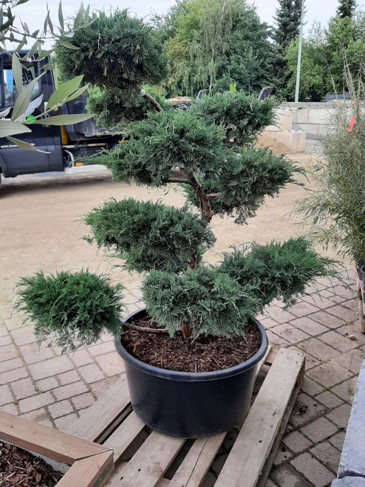 juniperus virginiana grey owl bonsai 125cm in Wenden