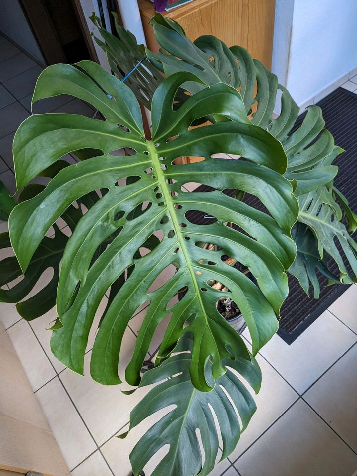 Zimmerpflanze Fensterblatt Monstera in Engen