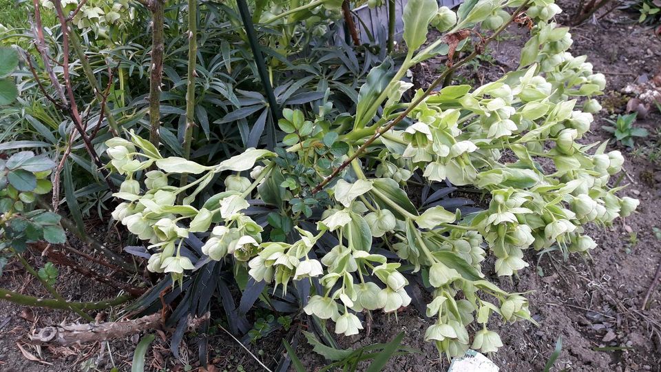 Pflanze Nieswurz Christrose Palmblatt grün-weiß blühend in Greiz