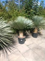 Yucca rostrata 50cm Stamm Gesamt 1,3-1,4m winterhart Yuccapalme Nordrhein-Westfalen - Nordkirchen Vorschau