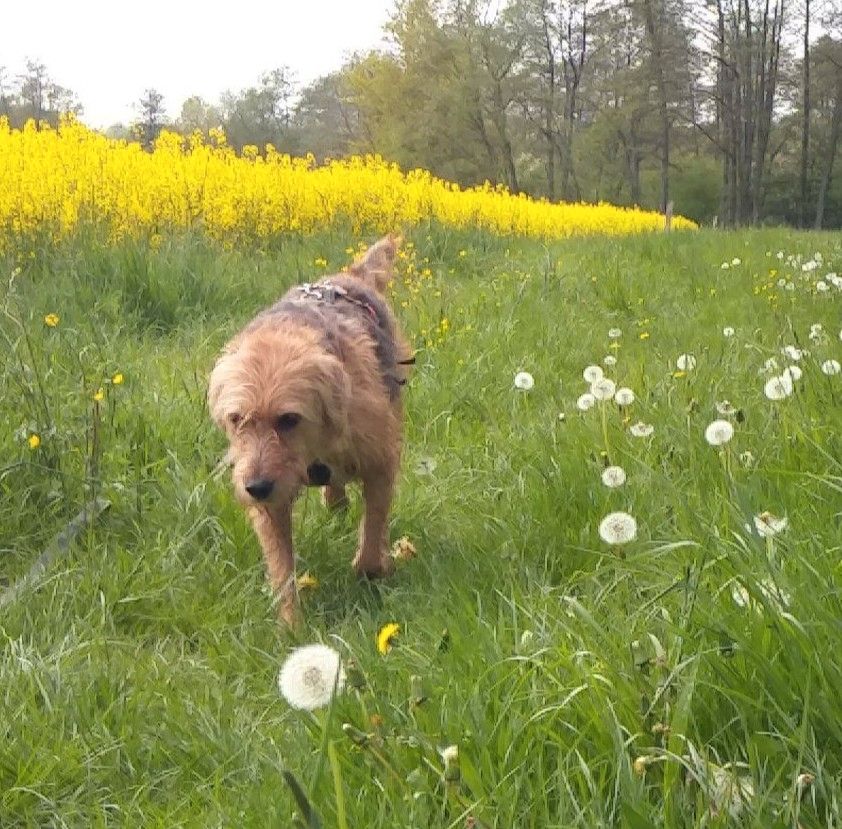 Suche eingezäuntes Gelände | Grundstück | Garten ... für Freilauf in Berlin