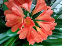 Clivia miniata Zimmerpflanze Bayern - Wonfurt Vorschau