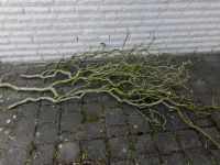 Zweige und Äste  von einer Korkenzieherweide Niedersachsen - Wunstorf Vorschau