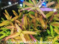 ⭐☘️Rotala sp.'Shimoga' Aquariumpflanzen Wasserpflanzen Niedersachsen - Meppen Vorschau