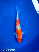 Koi Goshiki 25cm H3-46 Nordrhein-Westfalen - Wadersloh Vorschau