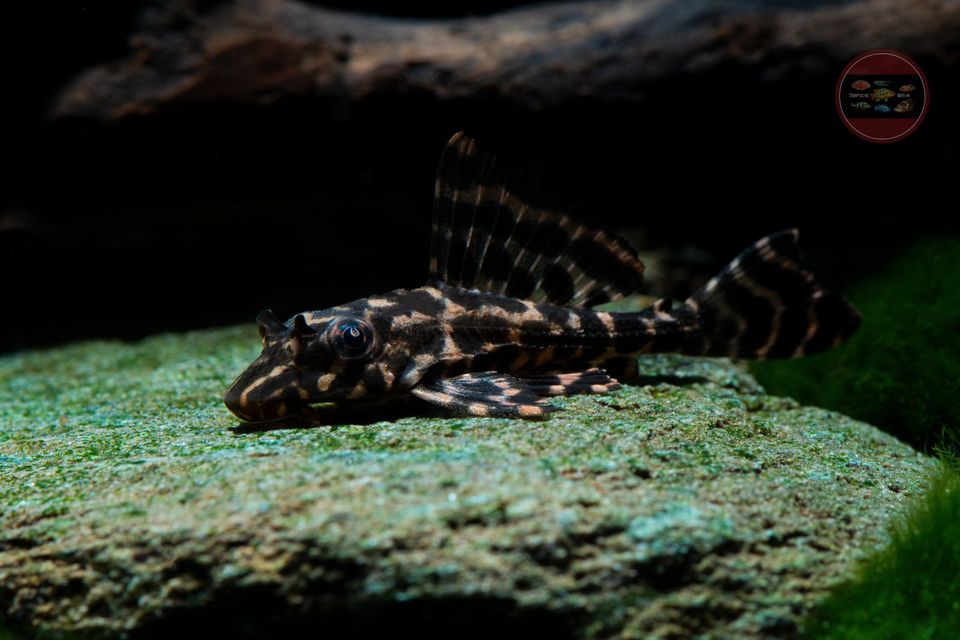 Netzmuster-Segelschilderwels Pterygoplichthys parnaibae in Hoppegarten