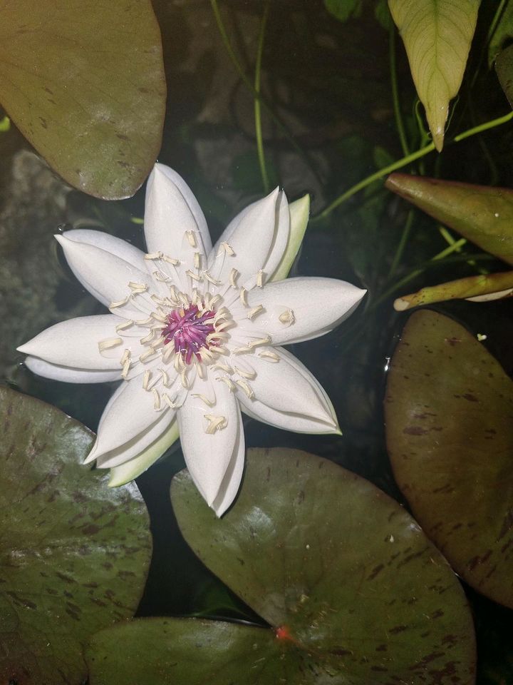 Nymphaea aquatica sp.Peru in Südharz