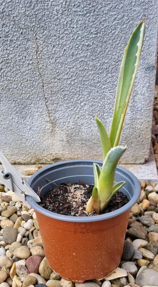 AGAVE americana ❗️Ableger❗️ in Mitterfels