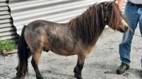 Minishetlandpony  Hengst Night Bayern - Künzing Vorschau