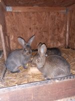 Kaninchen zum weiter füttern Sachsen-Anhalt - Petersberg (Saalekreis) Vorschau