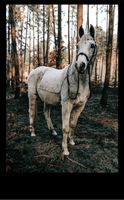 Reitbeteildigung (Pferd sucht Reiter) Niedersachsen - Lingen (Ems) Vorschau