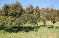 Suche Grundstück, Wiese, Obstwiese, Wald in Schmelz Saarland - Schmelz Vorschau