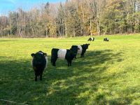 Black Belted Galloway Absetzer und Rinder Weiblich Bayern - Erkheim Vorschau