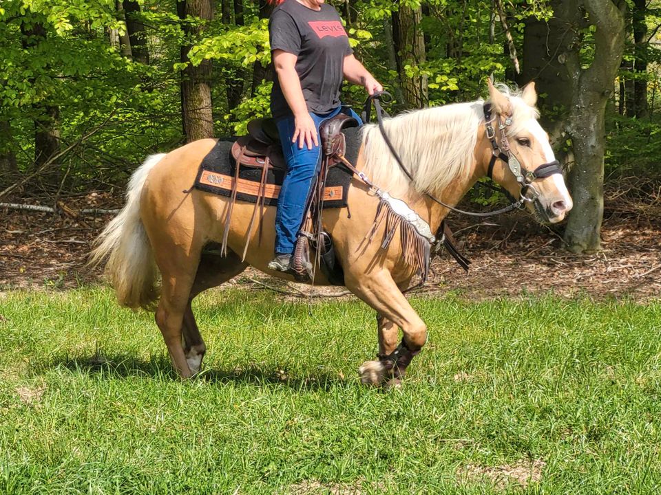 Palomino-Stute-Freizeitpferd in Urbach Westerw