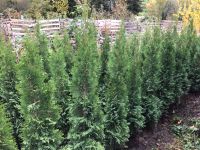 Thuja Smaragd 140-160 cm Lebensbaum Thujen Thujas Baden-Württemberg - Obersulm Vorschau