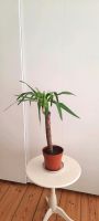 Yucca Palme Zimmerpflanze Berlin - Neukölln Vorschau