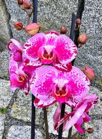 Phalaenopsis Lila Molly frisch in Blüte - Y14 - Orchidee Hessen - Obertshausen Vorschau