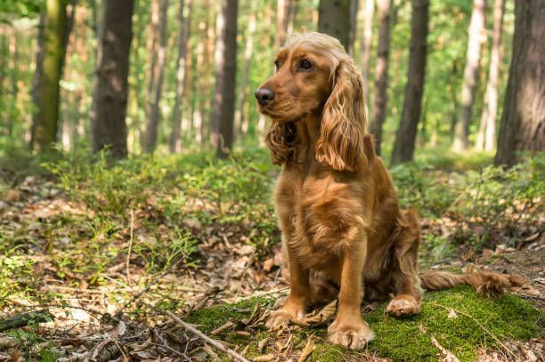 Hunde Auslaufservice - Qualifiziert & Zertifiziert in Galenbeck