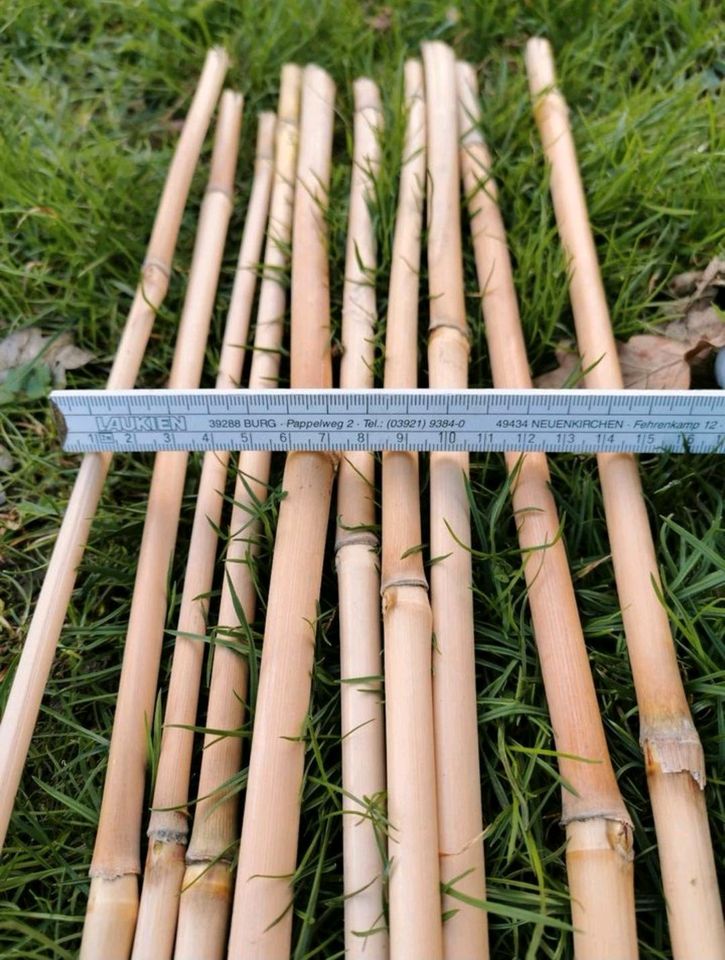 Bio Schilfrohr: Ideale Pflanzstäbe Tomatenstäbe Bastelmaterial in Bernau