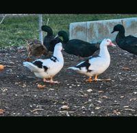 Flugenten Weibchen Thüringen - Heldrungen Vorschau