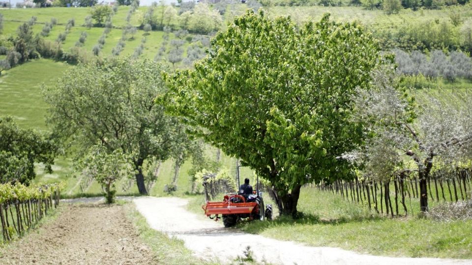 SICMA SH 160 Weinbau automatisch Rototiller Bodenfräse bis 60 PS in Krefeld