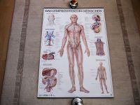 Medizinische Lehrtafel "Das Lymphsystem des Menschen" Kreis Pinneberg - Pinneberg Vorschau