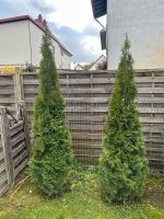 Thuja Lebensbaum Mini Hessen - Büttelborn Vorschau