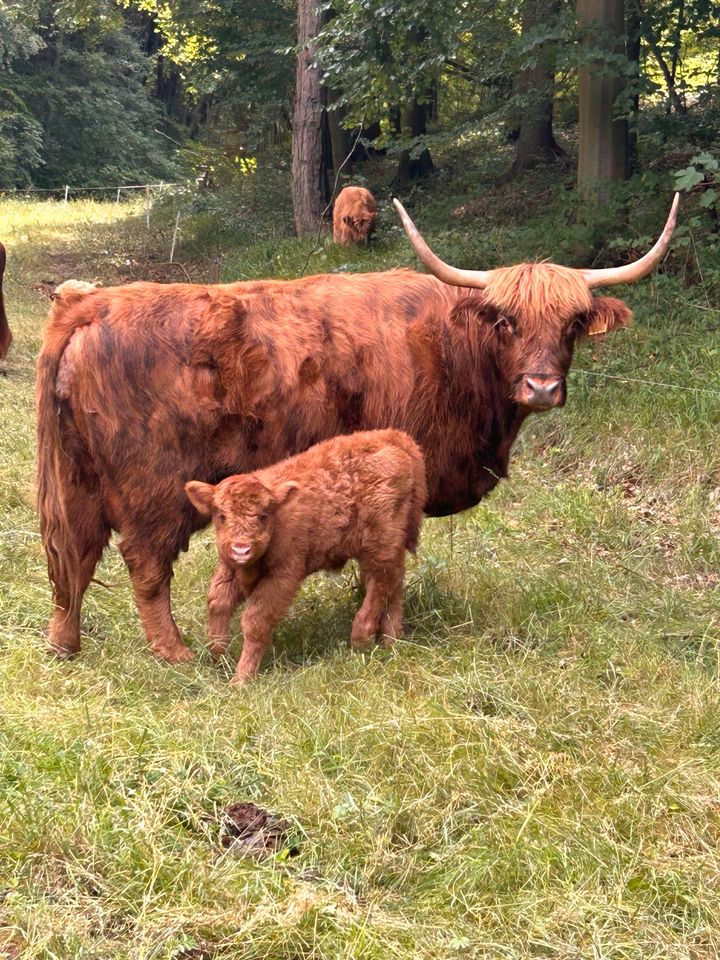 Bio Hochlandkuh mit Kalb in Bornhagen