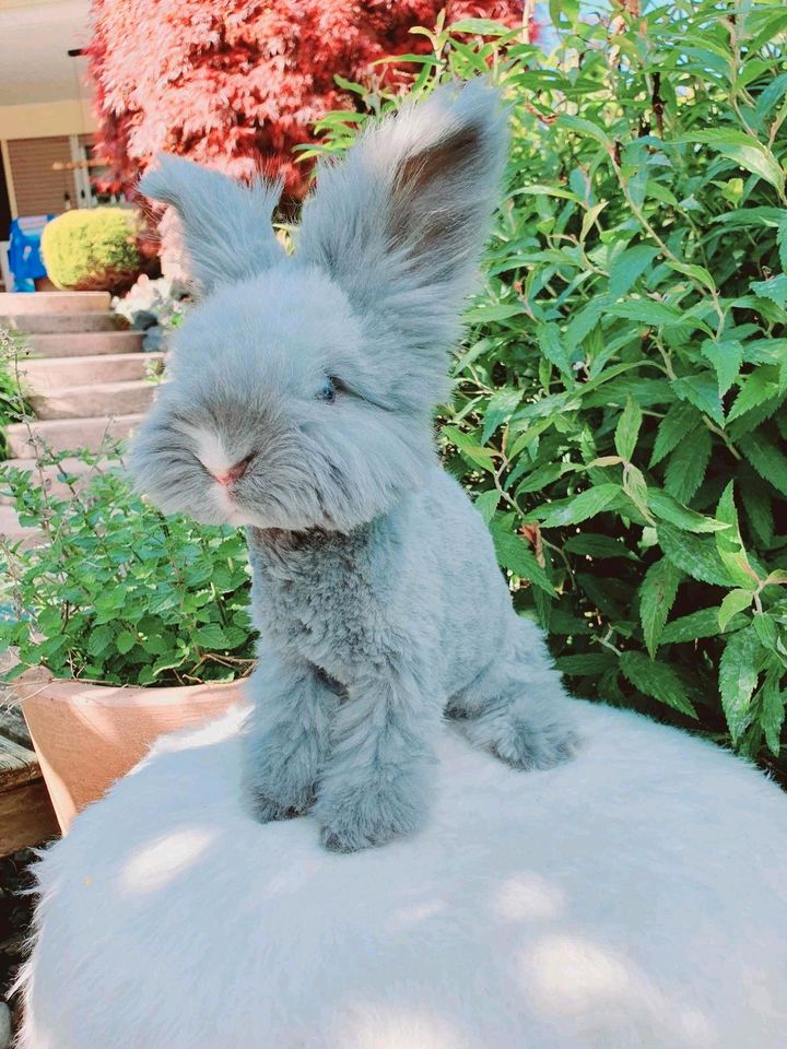 Englische English Angorakaninchen Hase Minilop Teddy Löwenköpf in Neustadt