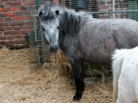 Ponystute, Shetty Sachsen-Anhalt - Kabelsketal Vorschau