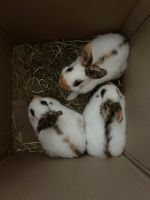 3 Kaninchen Sachsen - Delitzsch Vorschau