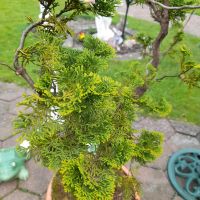 Bonsai Feuerscheinzypresse ca 40 Jahre alt Dithmarschen - Marne Vorschau