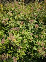 spierstrauch Blumen Busch Niedersachsen - Horneburg Vorschau