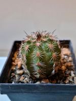 Echinocereus pulchellus var. weinbergii Saarbrücken-West - Klarenthal Vorschau