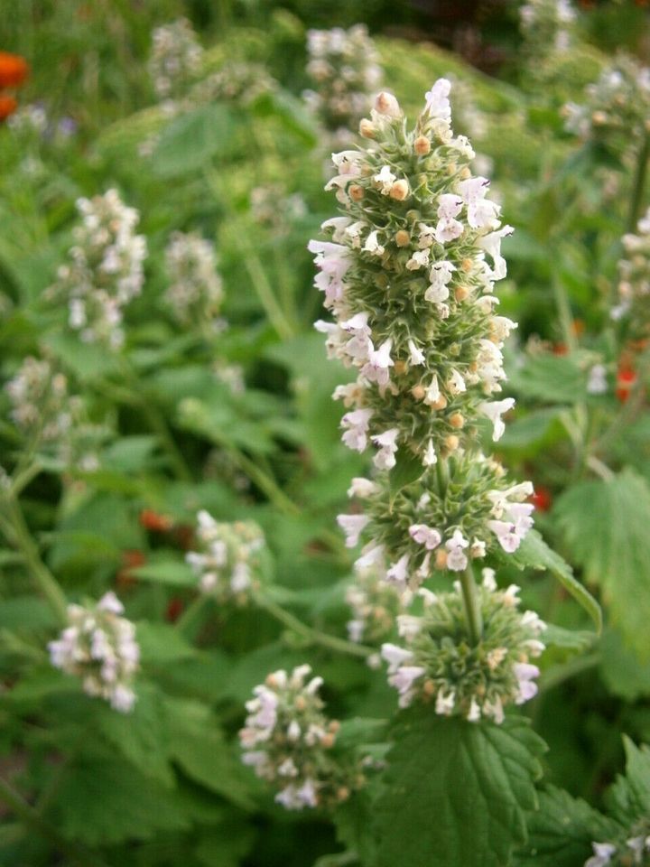 KRÄUTERSAMEN: OREGANO (WILDER MAJORAN) ODER KATZENMINZE in Lutherstadt Wittenberg