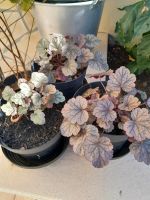 Heuchera Purpurglöcken Sachsen - Taura Vorschau