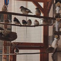 Zebrafinken suchen neues Zuhause Düsseldorf - Oberbilk Vorschau