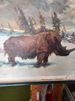 Altes Schulplakat "Wollnashorn" 100x72cm. Kr. München - Kirchheim bei München Vorschau