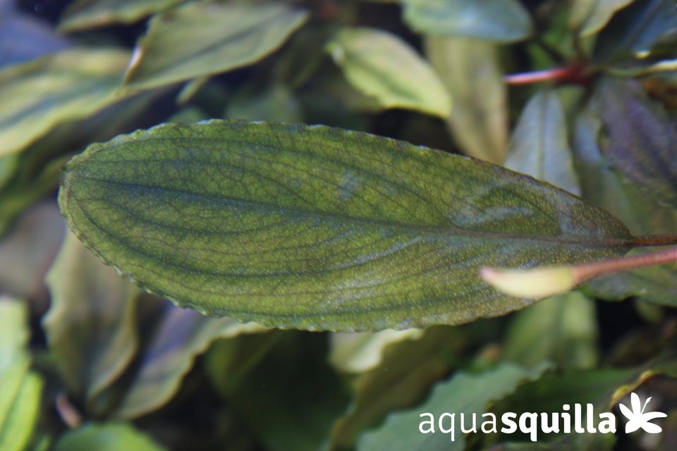 Bucephalandra Emerald Tiger in Haiterbach